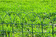 PVC (Coated) Garden Fence